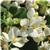 BabyWing™ White Begonia